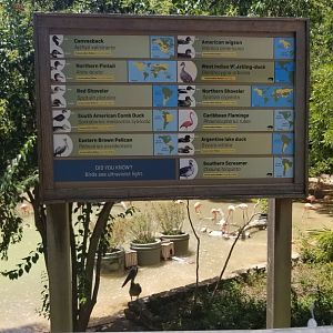 Birds in Caribbean flamingo exhibit