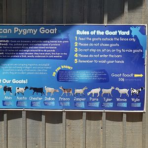 the different pygmy goats