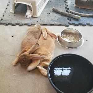 Flemish giants, the largest domestic rabbit
