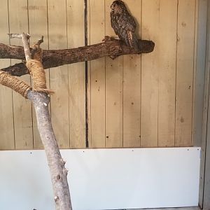 Owl in children's zoo