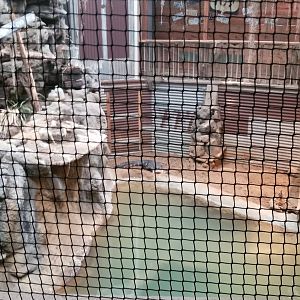 view down to american alligators