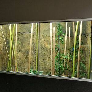 one of several king cobra exhibits