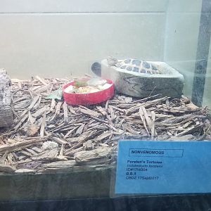 baby Forsten's tortoise