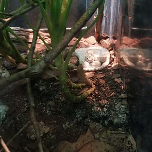 Beautiful pit viper, I think?