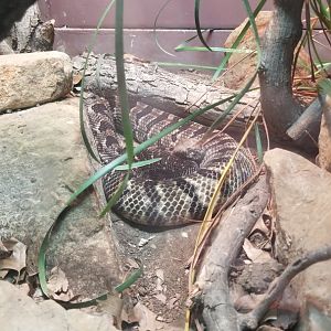 timber rattlesnake