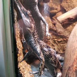 Baby Tomistomas / false gharials