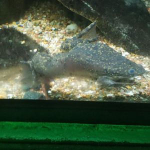 African clawed frog