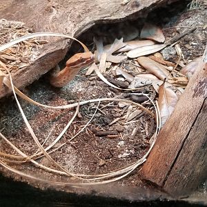 southern ridgenosed rattlesnake