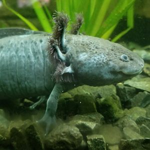 Mexican axolotl