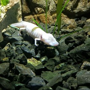 Texas blind salamander