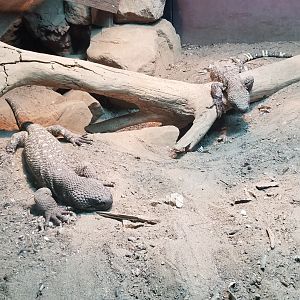 Mexican beaded lizard