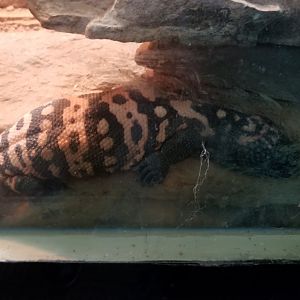 Gila monster