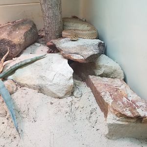 Aruba island rattlesnake