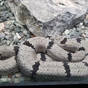 banded rock rattlesnake