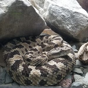 southwestern speckled rattlesnake?