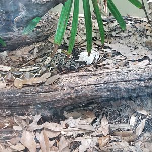 western gaboon viper