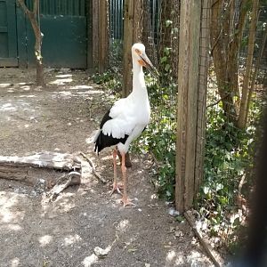 maguari stork