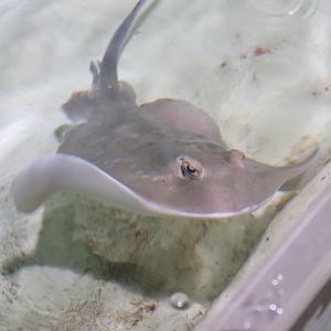 Ray ID?
