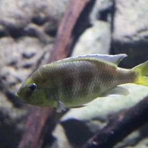 Cichlid ID?