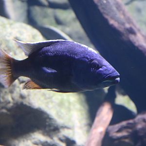 Cichlid ID?