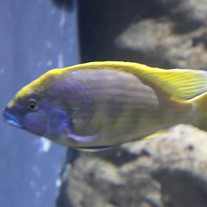Cichlid ID?
