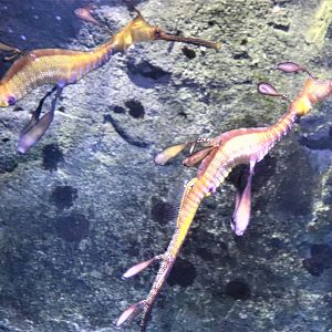 Weedy Sea Dragon (Phyllopteryx taeniolatus)