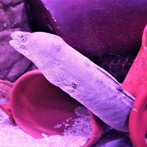 Moray Eel ID?