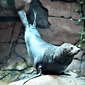 New Zealand Fur Seal (Arctocephalus forsteri)