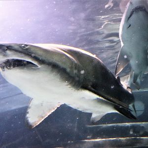Grey Nurse Shark (Carcharias taurus)