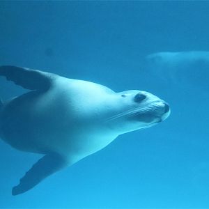 Seal Island- Underwater Viewing