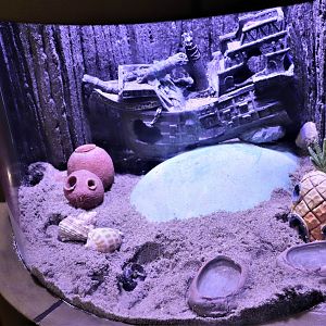 Hermit Crab Tank