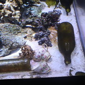 Interesting Tank Ornaments....