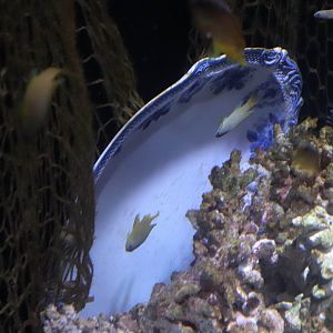 Another Tank Ornament...