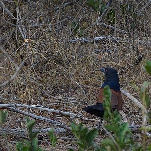 Southern coucal