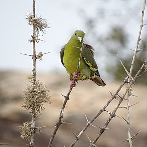 Orange-breasted green pigeon