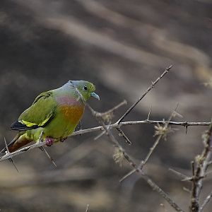 Orange-breasted green pigeon