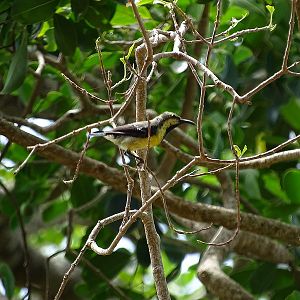 Purple-rumped sunbird