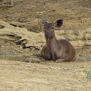 Sambar deer