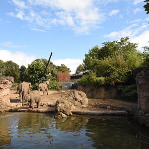 Elephant herd enclosure
