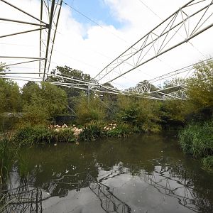 Chilean flamingo aviary