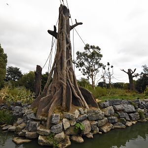 Orangutan & Siamang outdoor enclosure