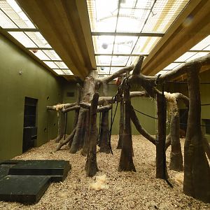Orangutan indoor enclosure
