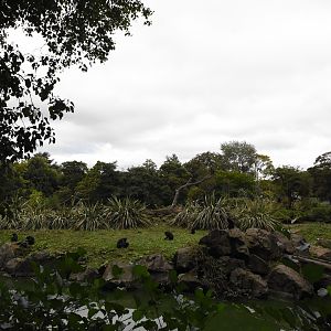 Sulawesi crested macaque island