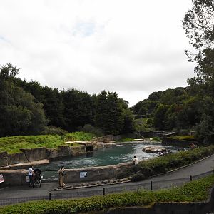 Californian sea lion pool