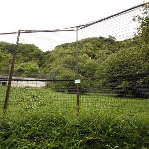 Barbary lion enclosure