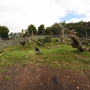 Malayan sun bear enclosure