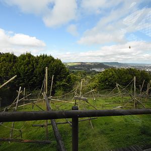 Colobus enclosure