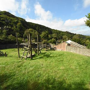 Gorilla outdoor enclosure
