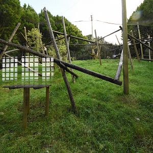 Crowned sifaka enclosure