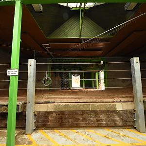 Asian elephant indoors